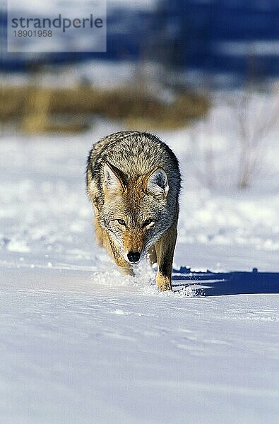 Kojote (canis latrans)  Erwachsener auf Schnee  Montana