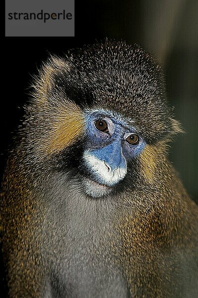 Bartaffe oder Schnurrbartaffe (cercopithecus cephus)  Portrait eines Erwachsenen