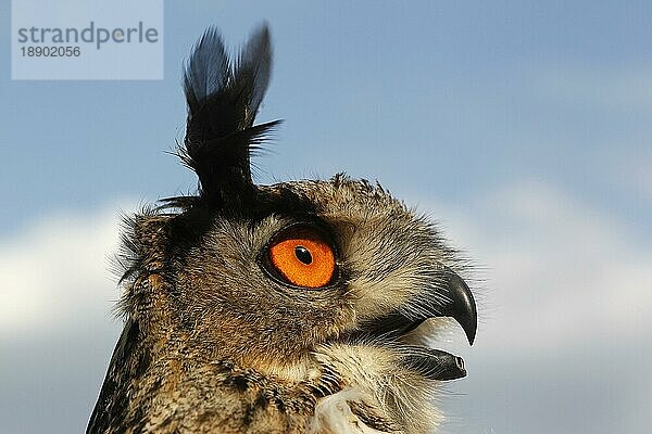 Europäischer Uhu (Bubo bubo)  Porträt eines Erwachsenen