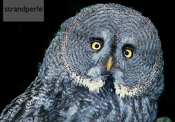 Bartkauz (strix nebulosa)  Porträt eines Erwachsenen