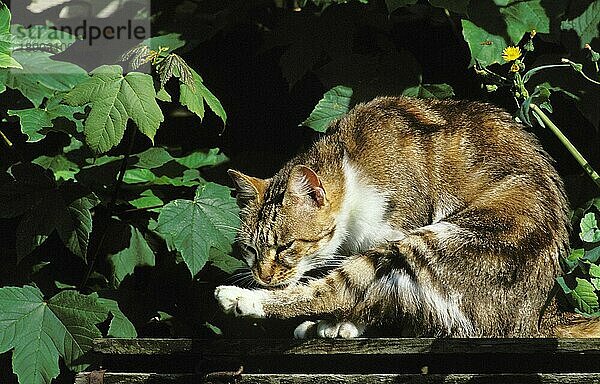 Hauskatze  Erwachsener leckt sein Bein  Grooming