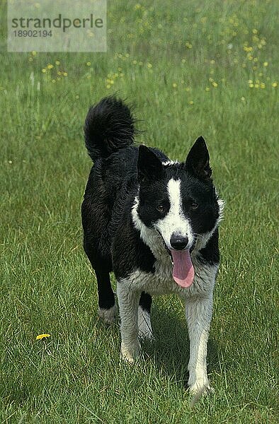 KARELISCHER BÄRENHUND  ERWACHSEN  STEHEND AUF GRAS