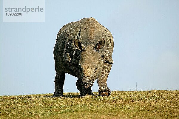 Panzernashorn (rhinoceros unicornis)  erwachsen