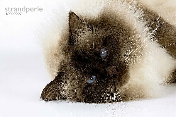 Schokolade Birma Hauskatze  Erwachsene mit blauen Augen liegen gegen weißen Hintergrund