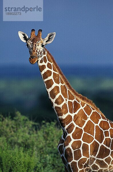 Netzgiraffe (giraffa camelopardalis reticulata)  Portrait eines Erwachsenen  Samburu Park in Kenia