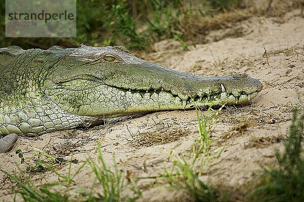 Orinoco-Krokodil (crocodylus intermedius)  Kopf eines Erwachsenen  Los Lianos in Venezuela