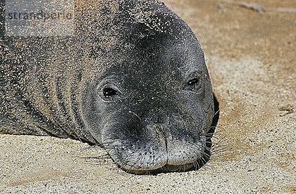 Hawaiianische Mönchsrobbe  monachus schauinslandi  Portrait eines Erwachsenen am Strand