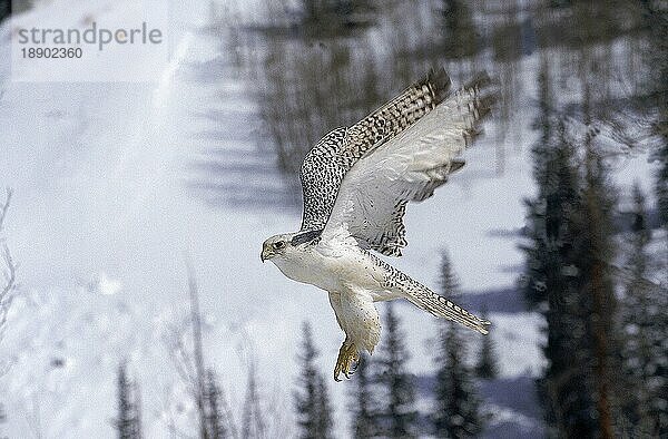 GYRFALKE (falco rusticolus)  ERWACHSENER IM FLUG  KANADA