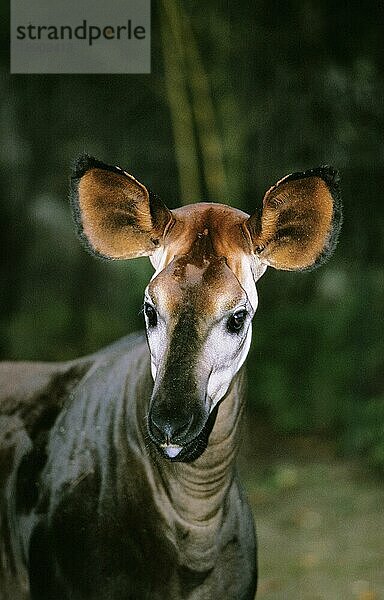 Okapi (okapia johnstoni)  Porträt eines Erwachsenen