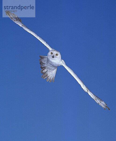 Schnee-Eule (nyctea scandiaca)  Erwachsener im Flug