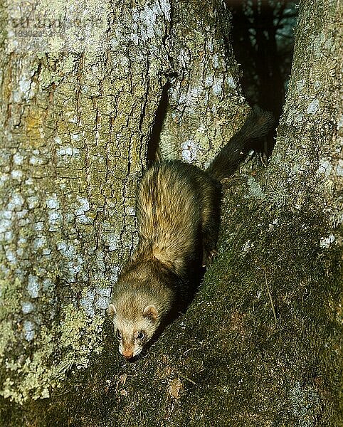 Europäischer Iltis (mustela putorius)  ERWACHSENE