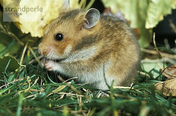 Goldhamster (mesocricetus auratus)  Erwachsene fressen