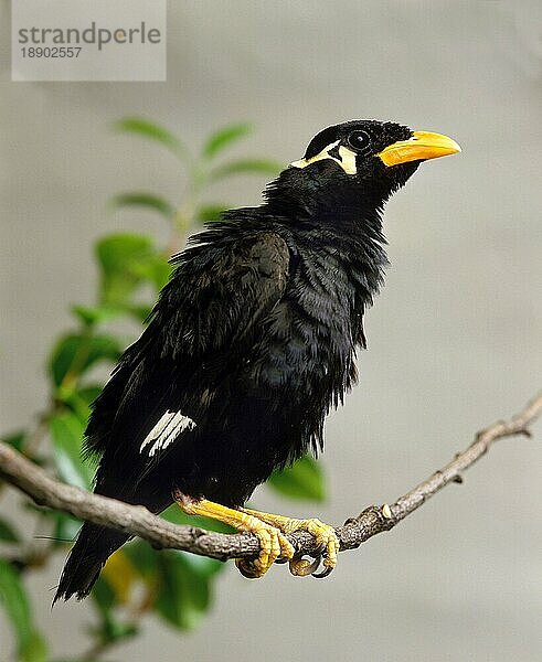 Bergmaina (gracula religiosa)  Erwachsener auf Ast