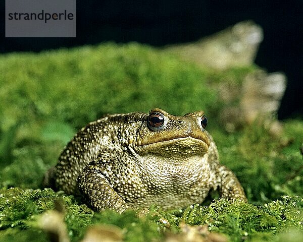 Erdkröte (bufo bufo)  erwachsen