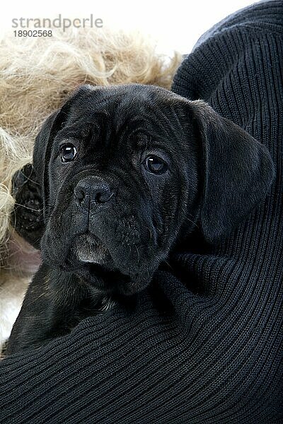 Cane Corso  Hunderasse aus Italien  Welpe steht in Frauchen