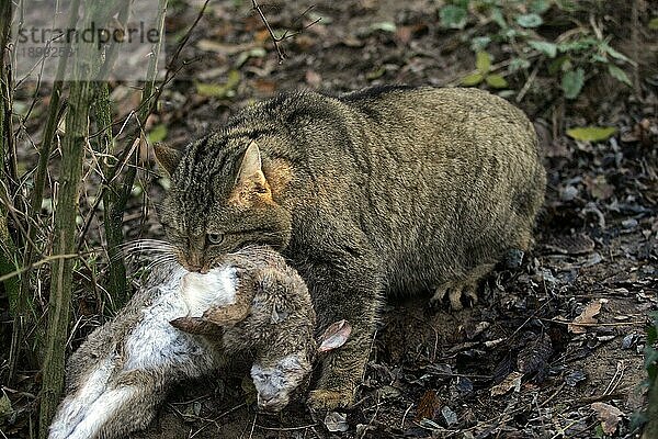 Europäische Wildkatze (felis silvestris)  erwachsen mit einem erlegten Kaninchen