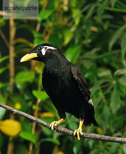 Bergmaina (gracula religiosa)  Erwachsener auf Ast