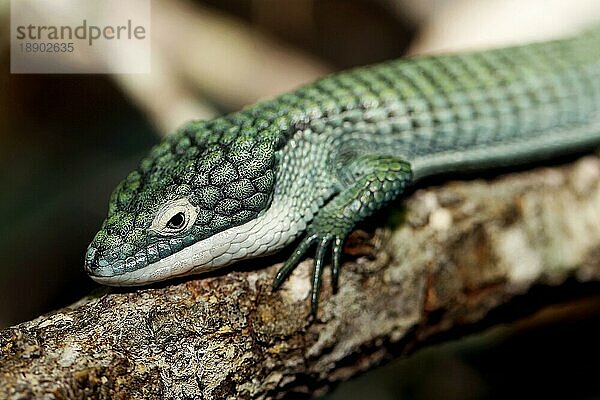 Alligator-Eidechse  abronia graminea  Erwachsener auf Ast liegend