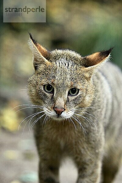 Dschungelkatze (felis chaus)  Porträt eines Erwachsenen