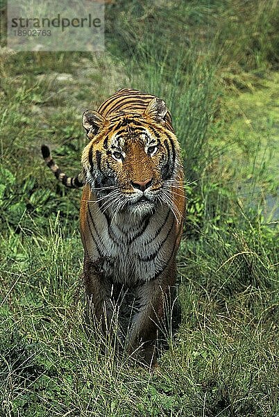 Königstiger (panthera tigris tigris)  ERWACHSENER AUF GRAS STEHEND