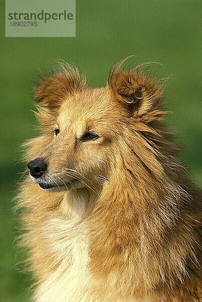 Shetland Sheepdog  Portrait eines Erwachsenen
