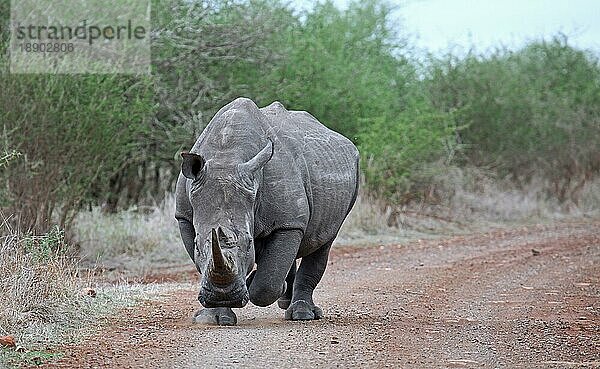 White rhino on a frontal course  Kruger National Park  S