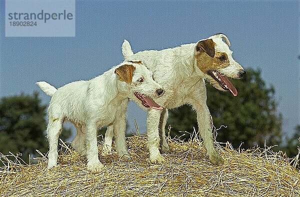 Jack Russel Terrier  Erwachsene auf Hey