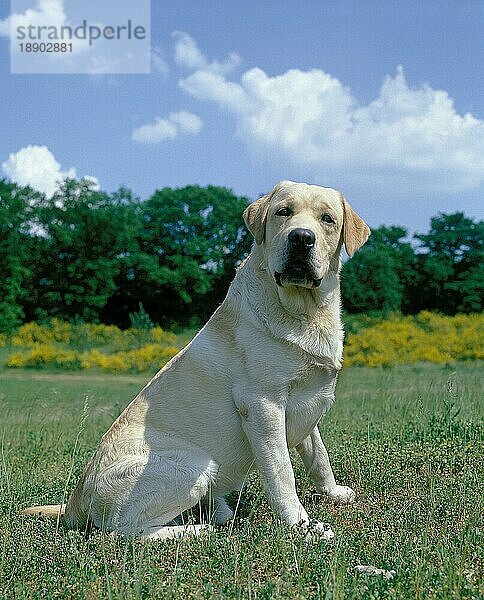 GELBER LABRADOR-RETRIEVER-HUND  ERWACHSEN  IM GRAS SITZEND