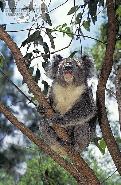 KOALA (phascolarctos cinereus)  ERWACHSENER AUF BRANCHE STEHend  AUSTRALIEN