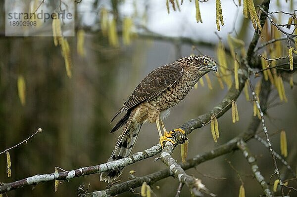 EUROPÄISCHER SPARROWHAWK (accipiter nisus)  ERWACHSENER IM HAZELNUSSBAUM