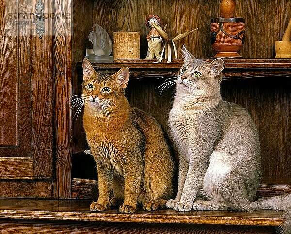 SOMALISCHE KATZE UND BLAUE SOMALISCHE HAUSKATZE  ERWACHSENE SITZEN AUF SIDEBOARD