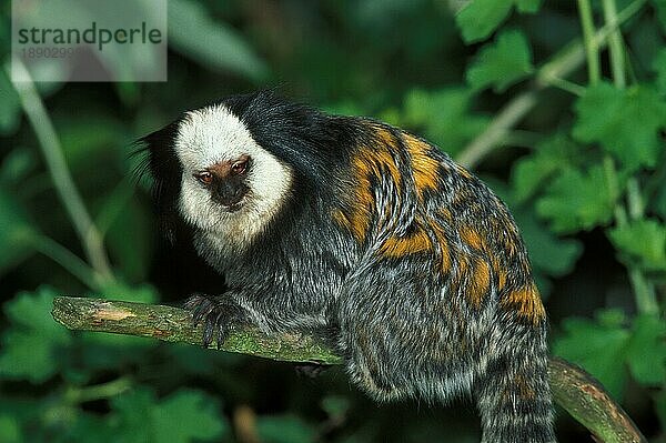 GEOFFROY'S GEOFFROY'S EAR MARMOSET (callithrix geoffroyi)  ERWACHSENER AUF BRANCHE STEHend