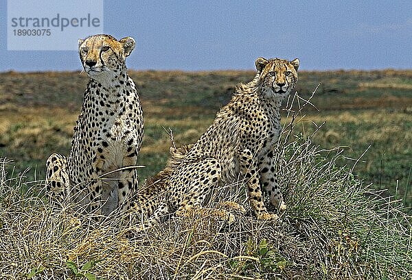 CHEETAH (acinonyx jubatus)  ERWACHSENE AUF TERMITTENHÜGEL  RUND UM KENIA