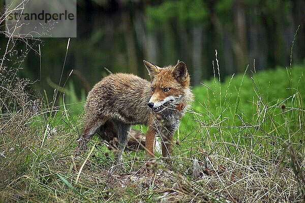 Rotfuchs (vulpes vulpes)  ERWACHSENER TÖTET EIN FASAN  NORMANDY IN Frankreich