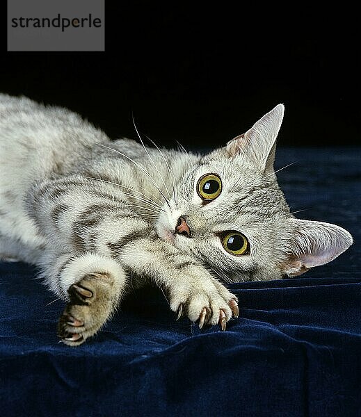 Silber gestromte Hauskatze  erwachsen liegend vor weißem Hintergrund