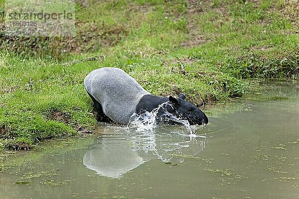 Malaiischer Tapir (tapirus indicus)  Erwachsener im Wasser