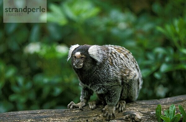 Allgemeines Marmoset (callithrix jacchus)  Erwachsener auf Ast