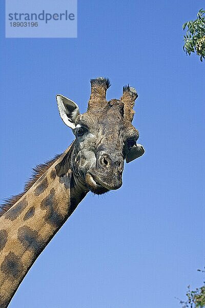 Rothschilds Giraffe (giraffa camelopardalis rothschildi)  Porträt eines Erwachsenen  Masai Mara Park in Kenia