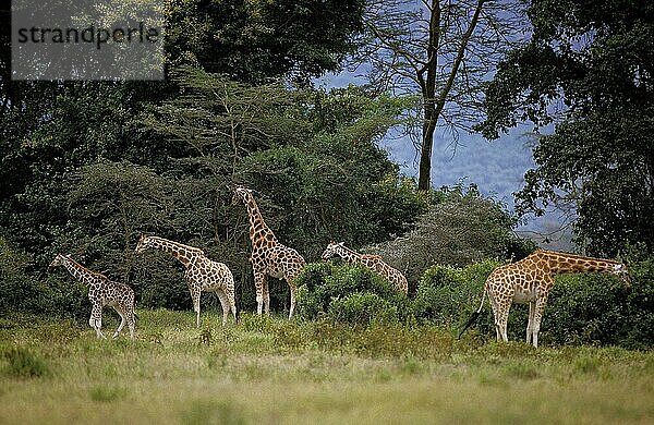 Rothschild's Giraffe (giraffa camelopardalis rothschildi)  GRUPPE VON ERWACHSENEN IN BUSH  KENIA