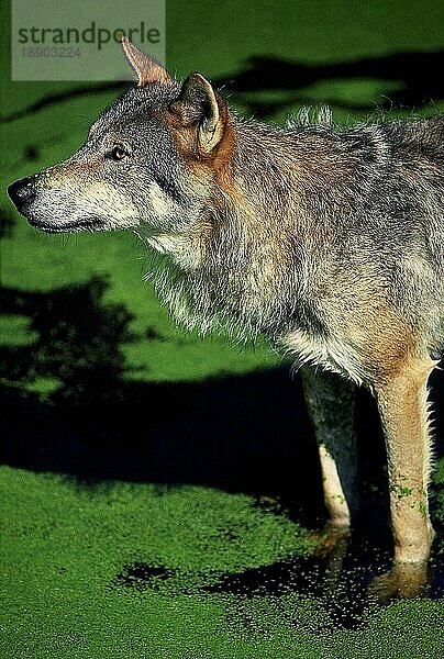 EUROPÄISCHER WOLF (canis lupus)  ERWACHSENER STEHEND IM DUCKWEEDEN