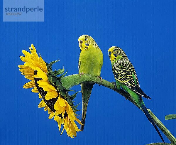 Wellensittich (melopsittacus undulatus)  ERWACHSENE AUF SONNENBLUME