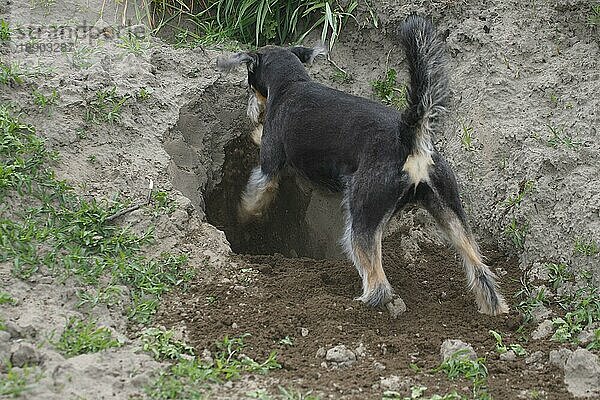 Mischlingshund  gräbt  graben  grabend