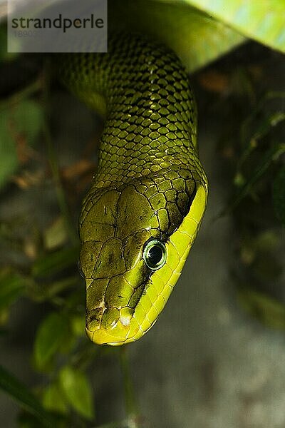 ROTSCHWANZIGE GRÜNE RATTENSCHLANGE gonyosoma oxycephala  KOPF EINES ERWACHSENEN