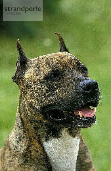 AMERICAN STAFFORDSHIRE TERRIER (ALTE STANDARD RASSE MIT ABGESCHNITTENEN OHREN)  PORTRAIT EINES ERWACHSENEN