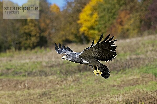 Kordillerenadler (geranoaetus melanoleucus)  ERWACHSENER IM FLUG