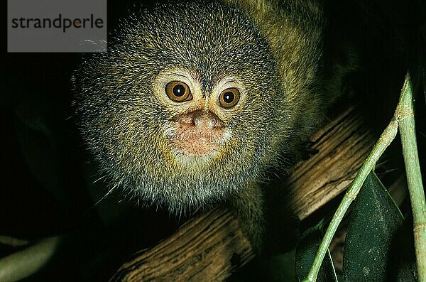 PYGMY MARMOSET (callithrix) pygmaea  PORTRAIT EINES ERWACHSENEN