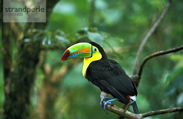 Kiefernschnabeltukan (ramphastos sulfuratus)  Erwachsener auf Ast  Costa Rica  Mittelamerika