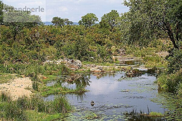 Landscape in Kruger National Park  S