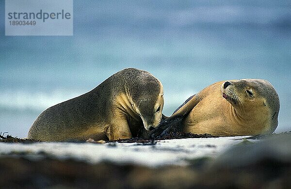 AUSTRALISCHER SEELÖWE (neophoca cinerea)  ERWACHSENE RESTEN AM STRAND  AUSTRALIEN