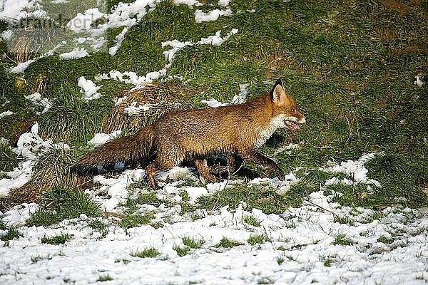 Rotfuchs (vulpes vulpes)  ERWACHSENER AUF SCHNEE WANDERND  NORMANDY IN Frankreich